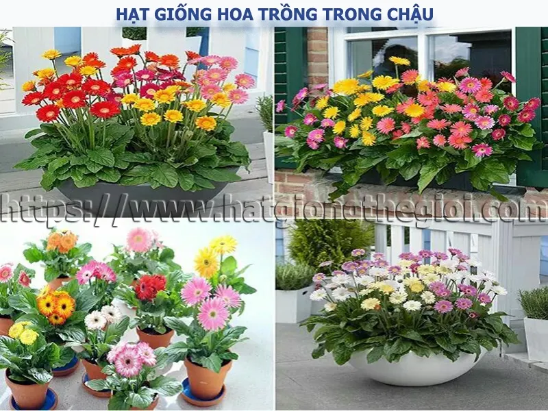 Các loại hạt giống hoa xinh trồng trong chậu cảnh. Bạn đã biết chưa?
