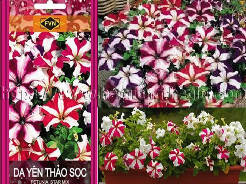 dạ yến thảo sọc