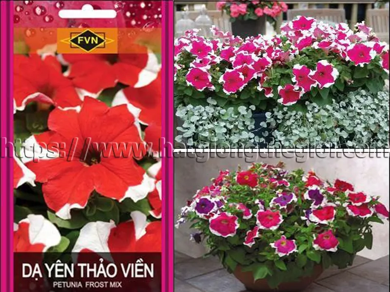 Dạ yến thảo viền