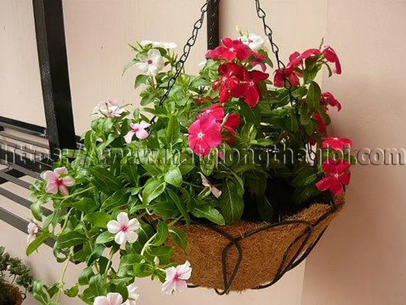 Dừa rủ cạn