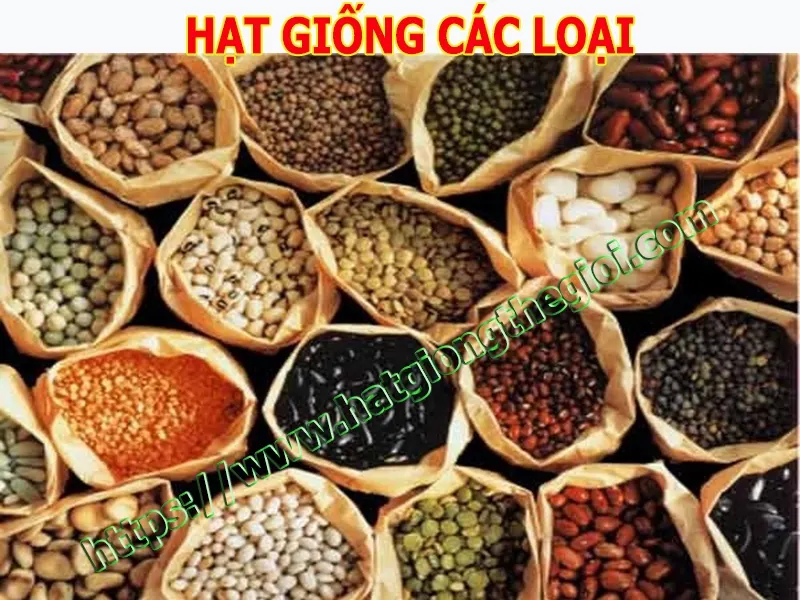Hạt giống cây ăn trái, hạt giống hoa rau củ quả f1 sạch nhập khẩu