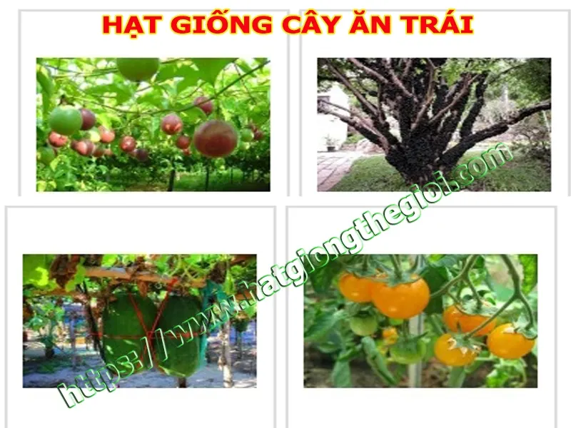 hạt giống cây ăn trái