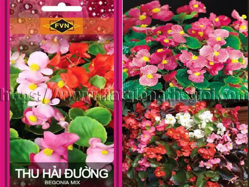 Thu hải đường