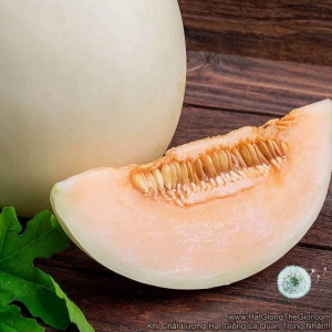 hat giong dua le thit cam honey rat thom  cucumis