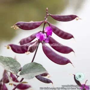 Hạt Giống Đậu Ván Tím (Lablab purpureus)