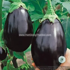 Hạt Giống Cà Tím Trứng USA (Solanum melongena)