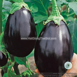 hat giong ca tim trung usa  solanum macrocarpon