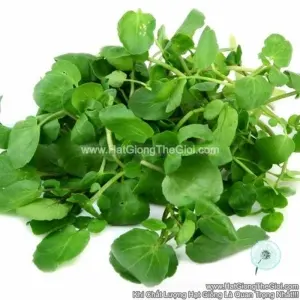 Hạt Giống Cải Xoong - Lá To Broad Leaf (Nasturtium officinale)