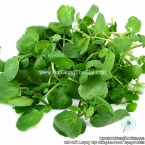 hat giong cai xoong   la to broad leaf  nasturtium officinale