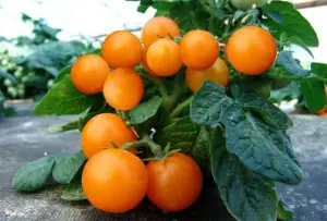 Hạt Giống Cà Chua Cherry Lùn Cam F1 TG27