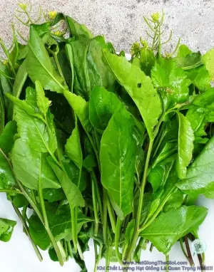 Hạt Giống Cải Trời