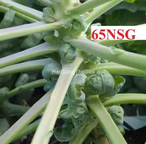 Hạt Giống Cải Bắp Tí Hon F1 TG347