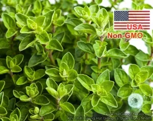 Hạt Giống Oregano - Kinh Giới Tây (Origanum vulgare hirtum)