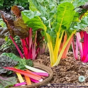 Hạt Giống Cải Cầu Vồng (Beta vulgaris)