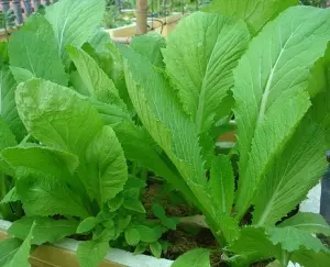 Hạt Giống Cải Bẹ Xanh (Brassica)