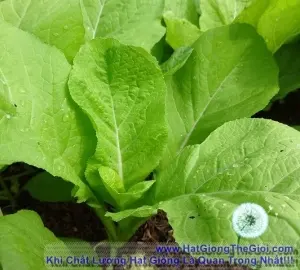 Hạt Giống Cải Mơ Lùn (Brasicca)