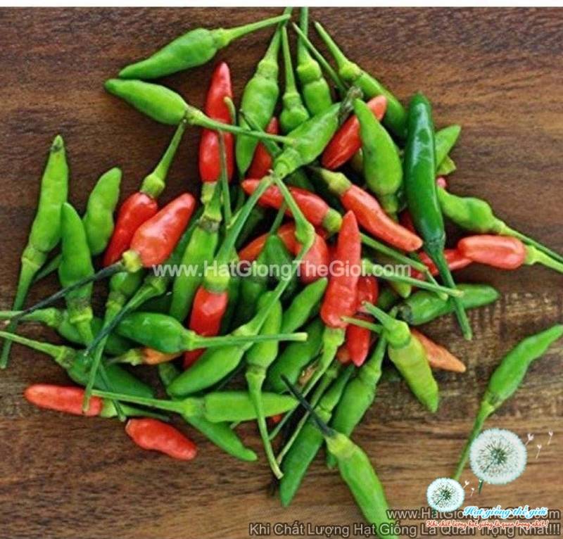 hat giong ot xiem   thai lan  capsicum chinense