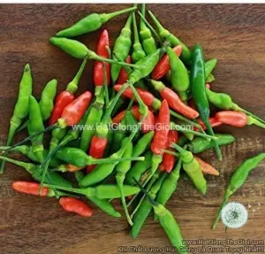 Hạt Giống Ớt Xiêm - Thái Lan (Capsicum chinense)