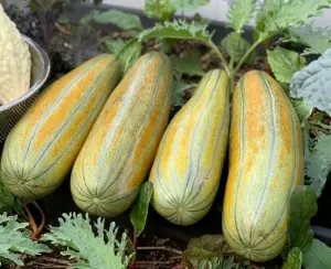 Hạt Giống Dưa Gang Truyền Thống (Cucumis melo)