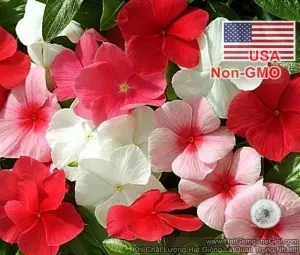 Hạt Giống Hoa Dừa Cạn Lùn Mix Màu (Vinca Mix)