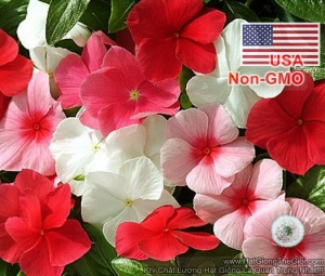 hat giong hoa dua can lun mix mau  vinca mix
