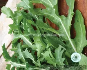 Hạt Giống Arugula Rocket Lá Chẻ Pro