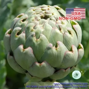 Hạt Giống Atisô - Globe (Cynara scolymus)
