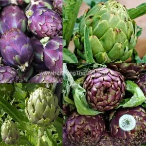 Hạt Giống Atisô Mix Màu