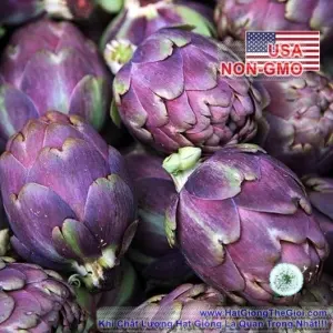 Hạt Giống Atiso - Ngôi Sao Tím (Cynara scolymus)