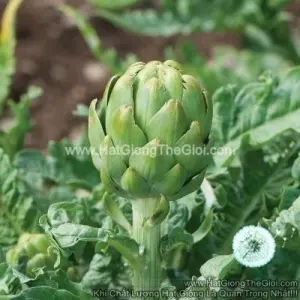 Hạt Giống Atisô Xanh F1 TG378