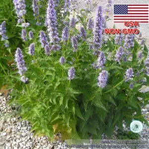 Hạt Giống Bạc Hà Mint - Hàn Quốc (Agastache rugosa)
