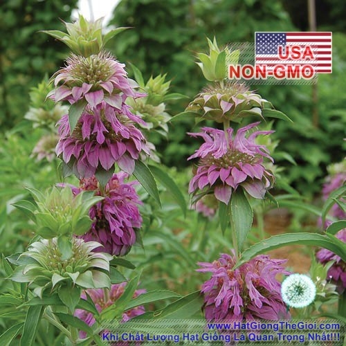 hat giong bac ha mint   lemon tra bac ha  monarda citriodora