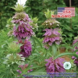 Hạt Giống Bạc Hà Mint - Lemon Trà Bạc Hà (Monarda citriodora)