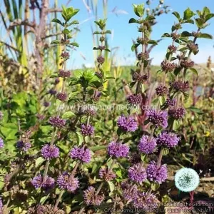 Hạt Giống Bạc Hà - PennyRoyal (Mentha Pulegium)