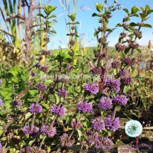 hat giong bac ha   pennyroyal  mentha pulegium