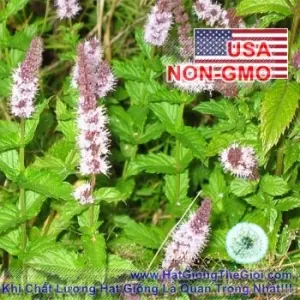 Hạt Giống Bạc Hà - Spearmint (Mentha Spicata)