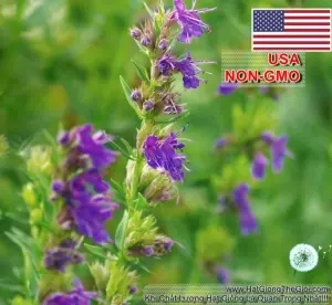 Hạt Giống Bài Hương - Hyssop (Hyssopus officinalis)