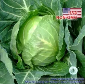 Hạt Giống Bắp Cải - Quận Chặt Đậm Đà Copenhagen (Brassica oleracea var. capitata)