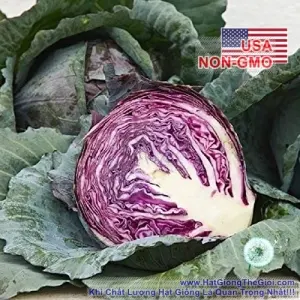 Hạt Giống Bắp Cải Tím - Red (Brassica oleracea var. capitata)