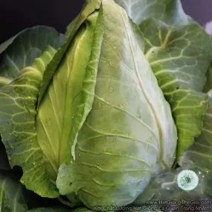 Hạt Giống Bắp Cải Trái Tim Chịu Nhiệt USA (Brassica)