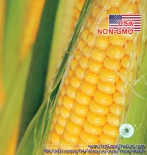 Hạt Giống Bắp Mỹ - Bantam (Zea mays var. rugosa)