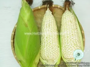Hạt Giống Bắp Nếp Nù Dẻo Ngon
