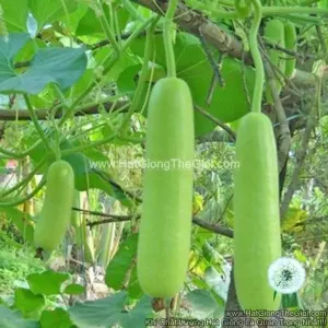 Hạt Giống Bầu Dài Trơn