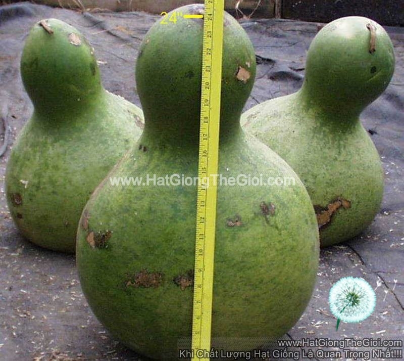 hat giong bau ho lo khong lo