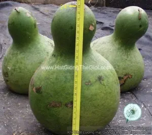 Hạt Giống Bầu Hồ Lô Khổng Lồ