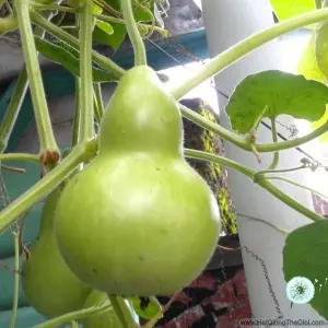 Hạt Giống Bầu Hồ Lô (Lagenaria siceraria)