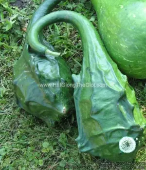 Hạt Giống Bầu Khủng Long