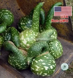 Hạt Giống Bầu Sao Thiên Nga (Lagenaria siceraria)