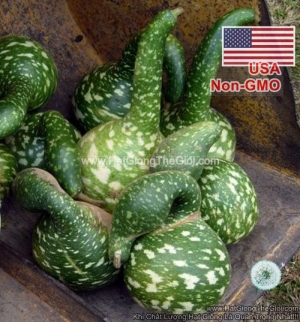 hat giong bau sao thien nga  lagenaria siceraria