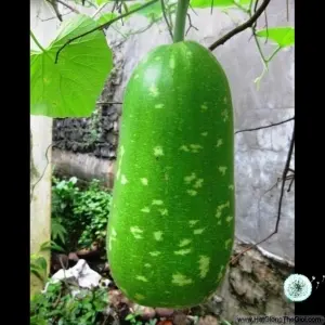 Hạt Giống Bầu Sao Trái Ngắn (Lagenaria siceraria)